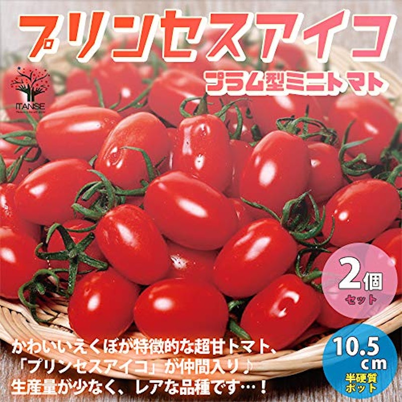 高糖度ミニトマトの苗 プリンセスアイコ 2