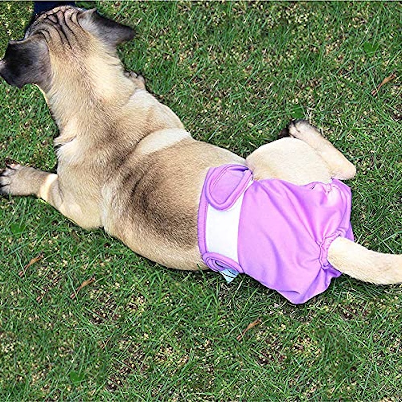 犬用オムツ 2