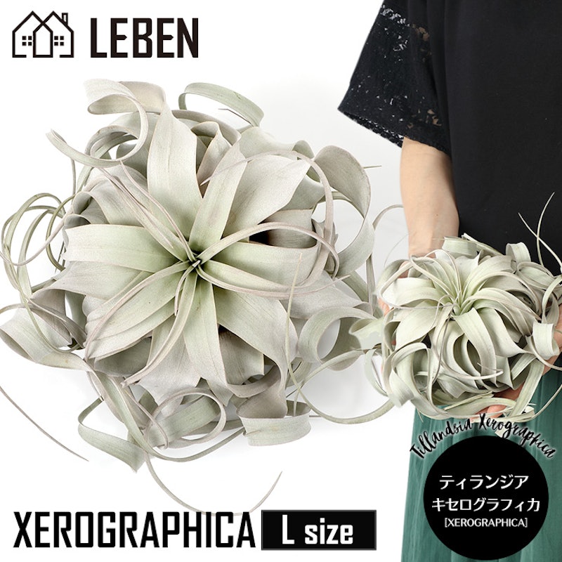 21年 エアプランツのおすすめ人気ランキング15選 Mybest 21年 エアプランツのおすすめ人気ランキング15選 Mybest