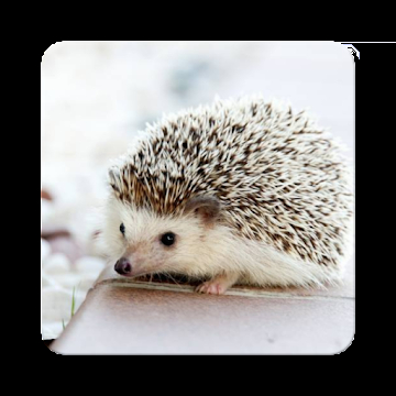 22年 動物図鑑アプリのおすすめ人気ランキング29選 Mybest