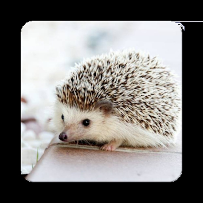 22年 動物図鑑アプリのおすすめ人気ランキング29選 Mybest 22年 動物図鑑アプリのおすすめ人気ランキング29選 Mybest