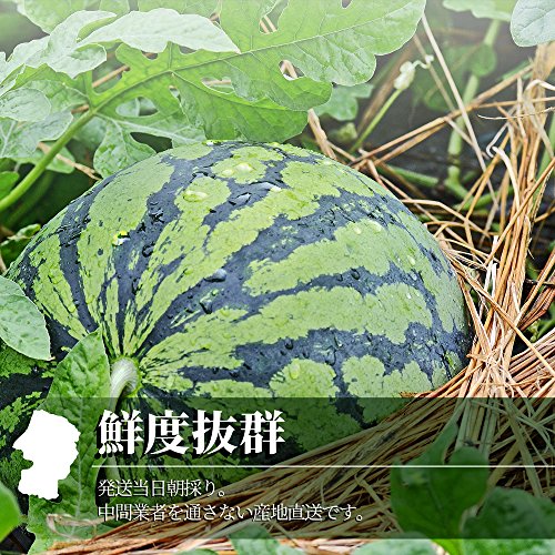 尾花沢すいか 5