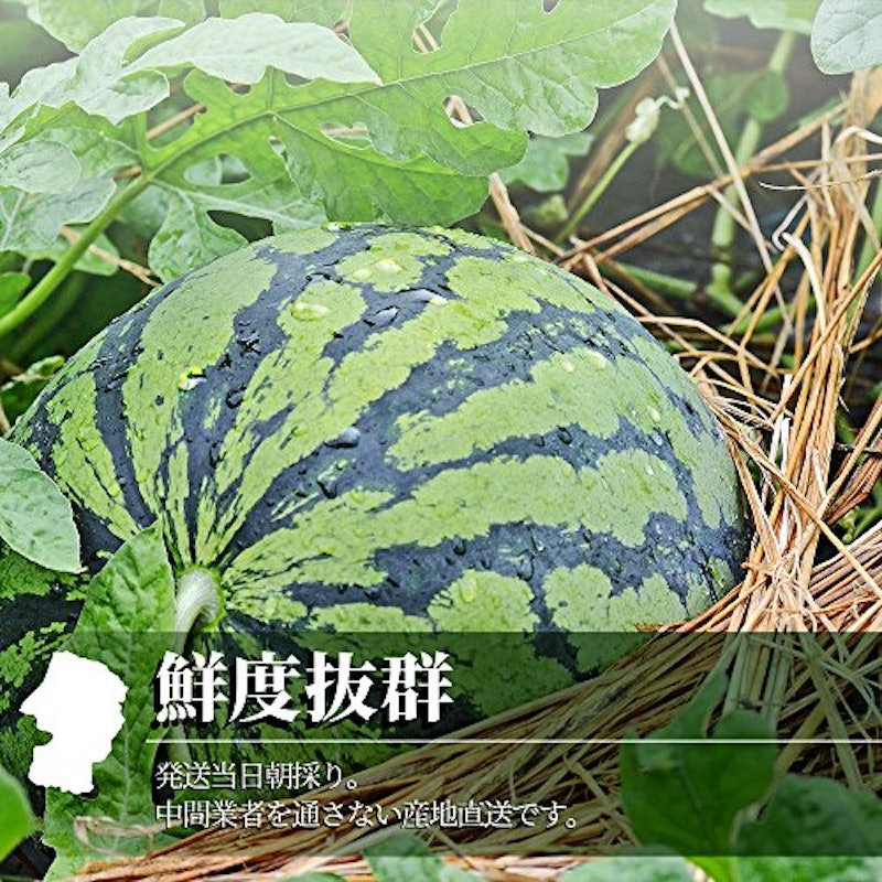 尾花沢すいか 5