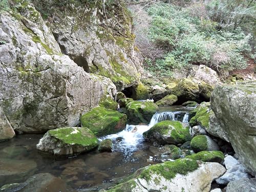 純米大吟醸 雄町 5