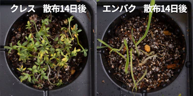 発芽しにくさの検証では、クレスが半数隠れるほど生い茂った