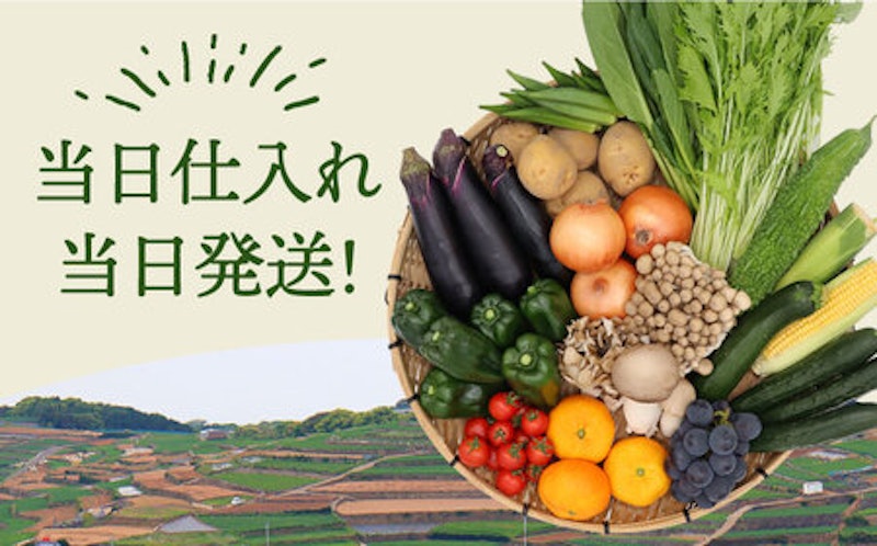 野菜定期便 フルーツ きのこセット 15品目以上 2