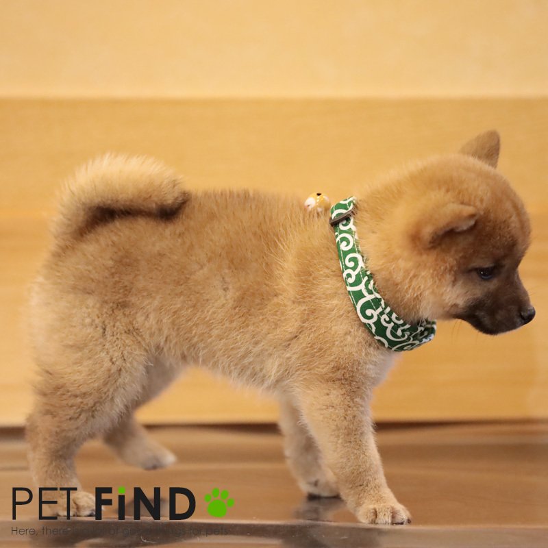 唐草模様犬用首輪 2