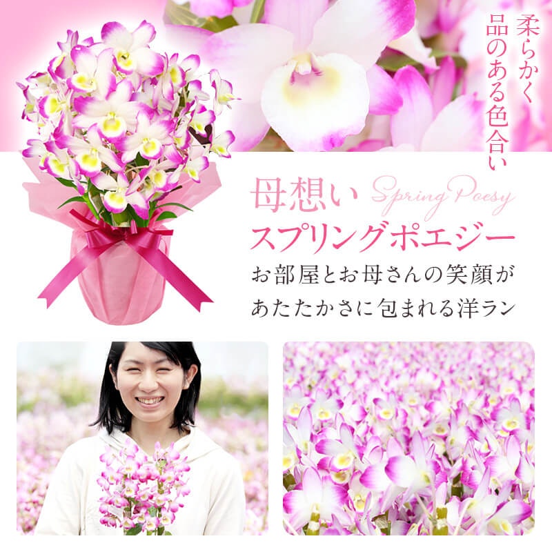 デンドロビューム 母想い 2