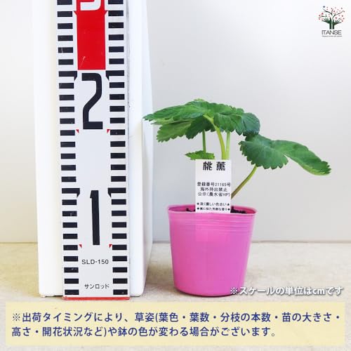 いちご苗 桃薫 3