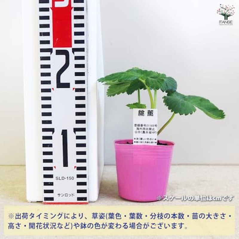 いちご苗 桃薫 3