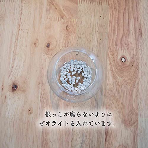 ゴムの木 フィカスバーカンディ ハイドロカルチャー 5