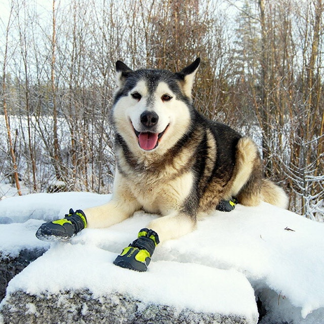 犬用靴 靴下のおすすめ人気ランキング15選 おしゃれで実用性も Mybest 犬用靴 靴下のおすすめ人気ランキング15選 おしゃれで実用性も Mybest