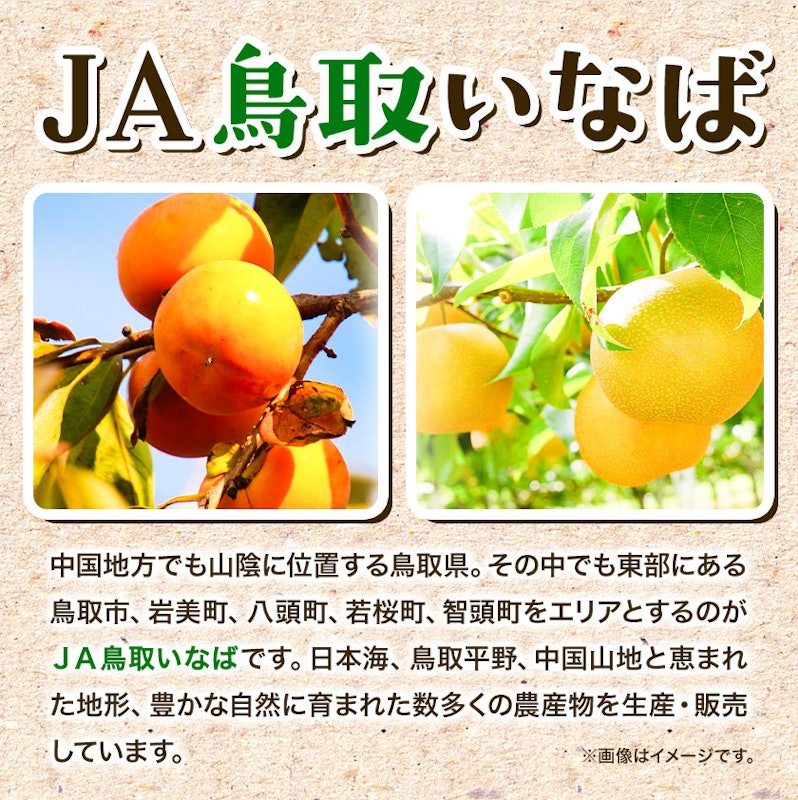 新甘泉 赤秀 4