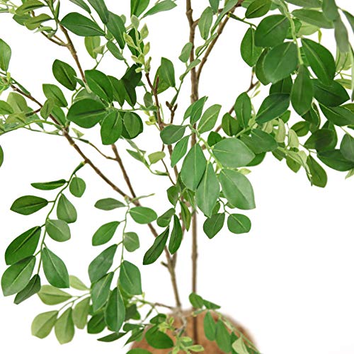 21年 光触媒で加工された観葉植物のおすすめ人気ランキング10選 Mybest