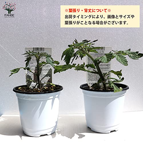 ミニトマト苗　すずなりトマト 4