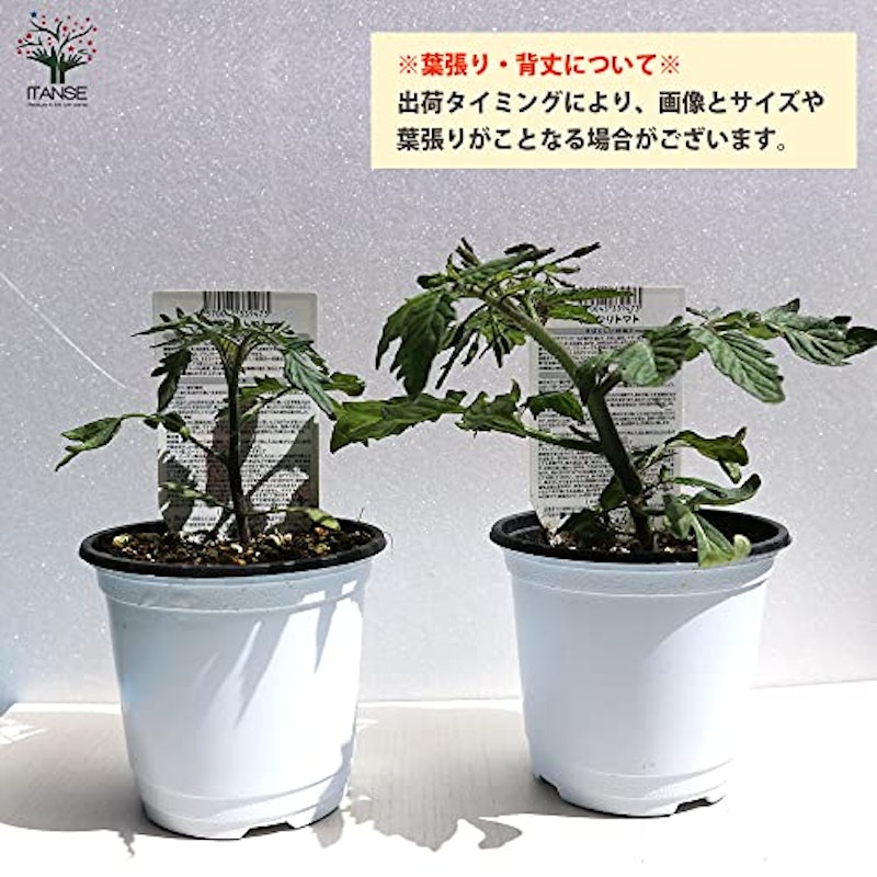 ミニトマト苗 すずなりトマト 4