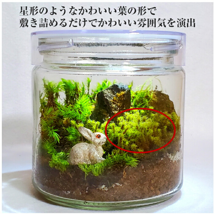 ガーデンデザイナーが教える 苔のおすすめ人気ランキング10選 アクアテラリウムにも Mybest