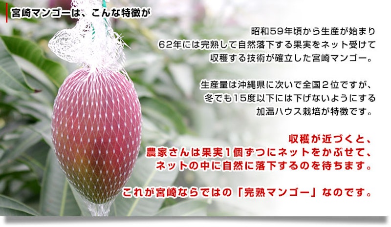 完熟マンゴー 太陽のタマゴ 3