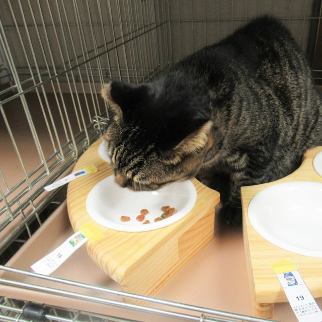 コンボ キャットフードを全30商品と比較 口コミや評判を実際に使ってレビューしました Mybest