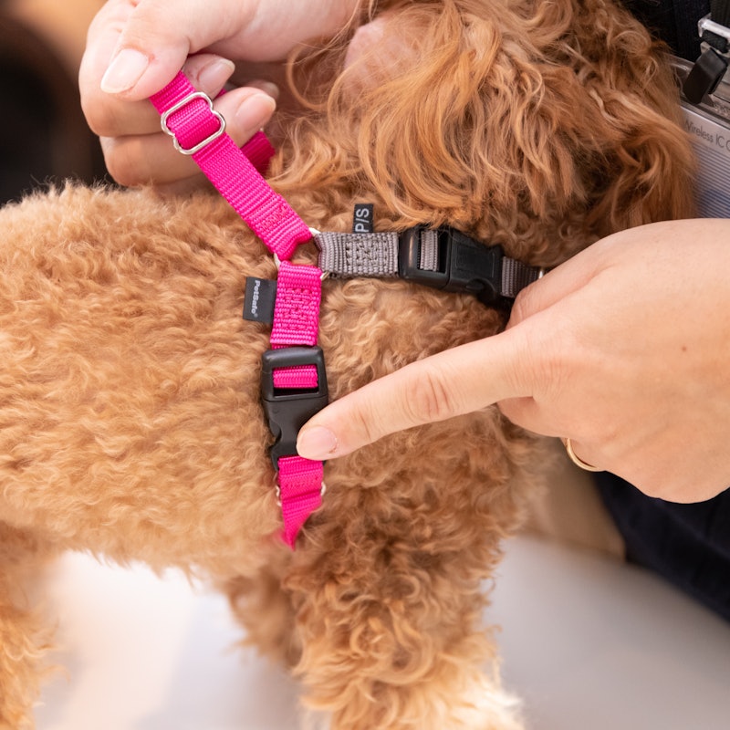 徹底比較 犬用ハーネスのおすすめ人気ランキング18選 Mybest 徹底比較 犬用ハーネスのおすすめ人気ランキング18選 Mybest
