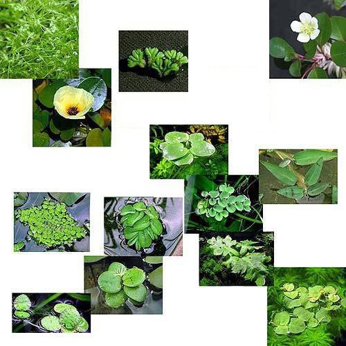 ビオトープにおすすめの水草人気ランキング15選 Mybest