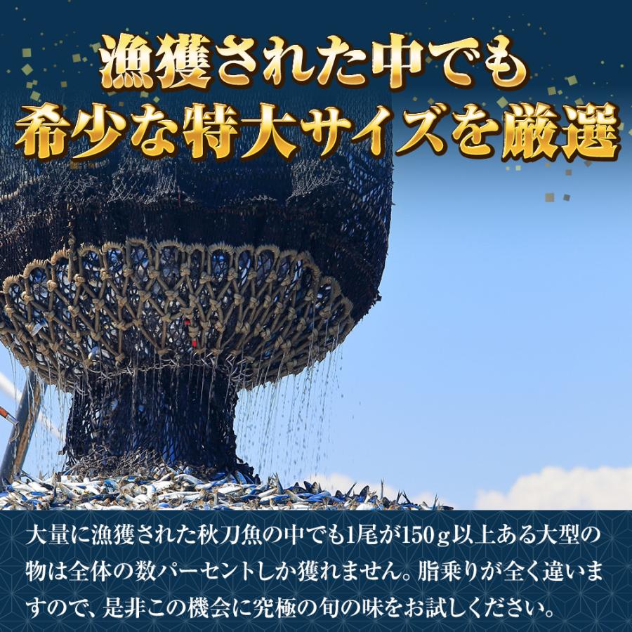 特大生冷凍さんま 5