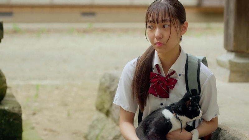 猫と私と、もう1人のネコ 1