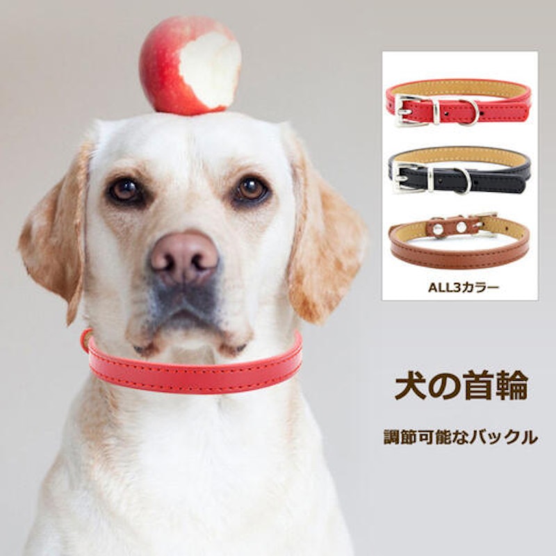 犬の首輪 1