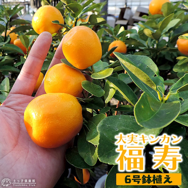 大実キンカン 福寿 1