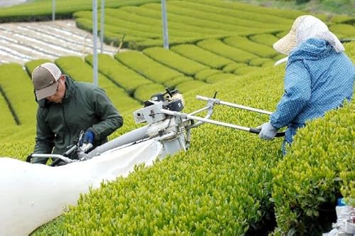 玄米茶 ティーバッグ 7