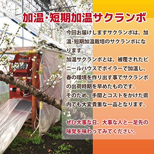 秀品 佐藤錦 2