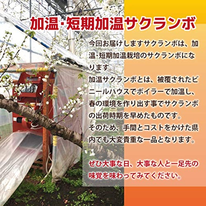 秀品 佐藤錦 2