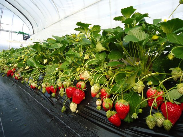 21年 関東近郊のイチゴ狩りスポットおすすめ人気ランキング選 食べ放題 持ち帰りもok Mybest