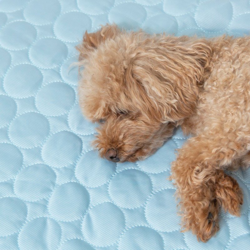 21年 犬用クールマットのおすすめ人気ランキング15選 Mybest
