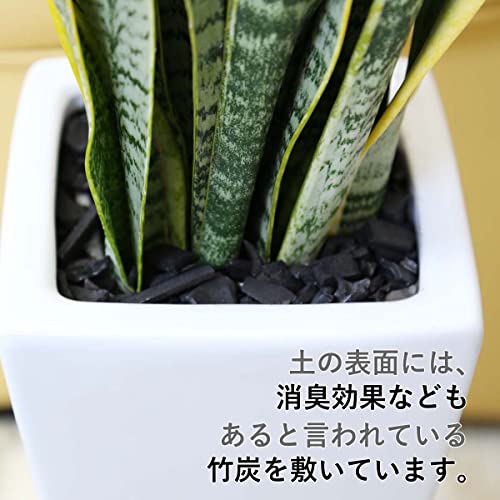 サンスベリアのホワイト陶器鉢 2