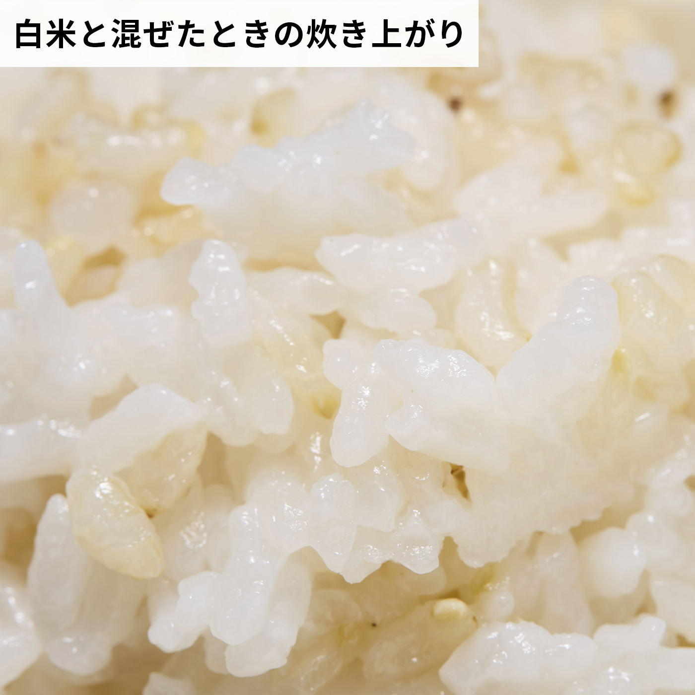 発芽玄米 無洗米 7