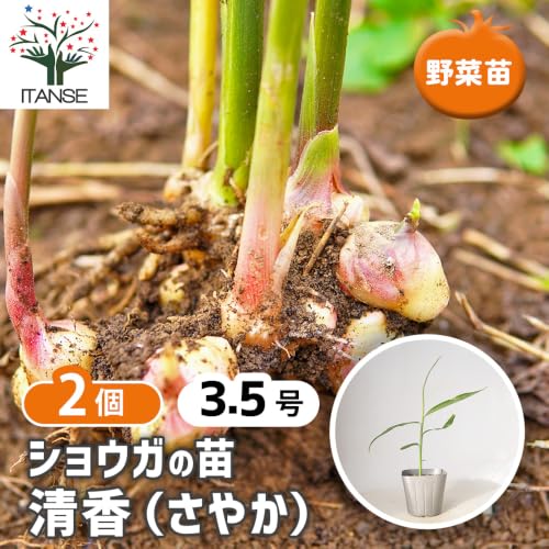 ショウガの苗 清香 1
