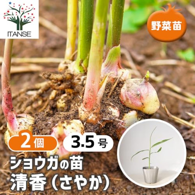 ショウガの苗 清香 1