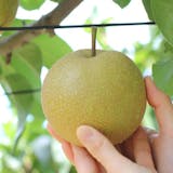 通販で買える梨のおすすめ人気ランキング【2026年8月】 5