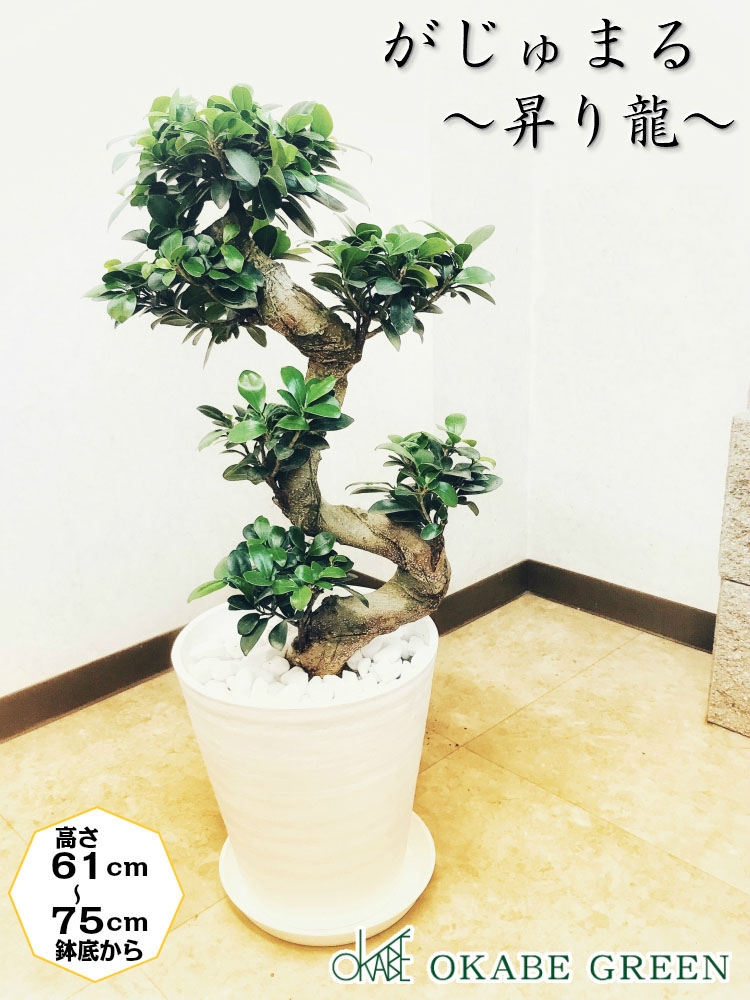 寝室向けの観葉植物のおすすめ人気ランキング【2026年6月】 4