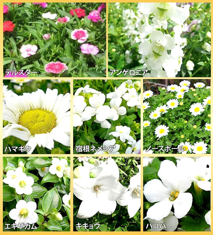 選べる花ガーデニング 3