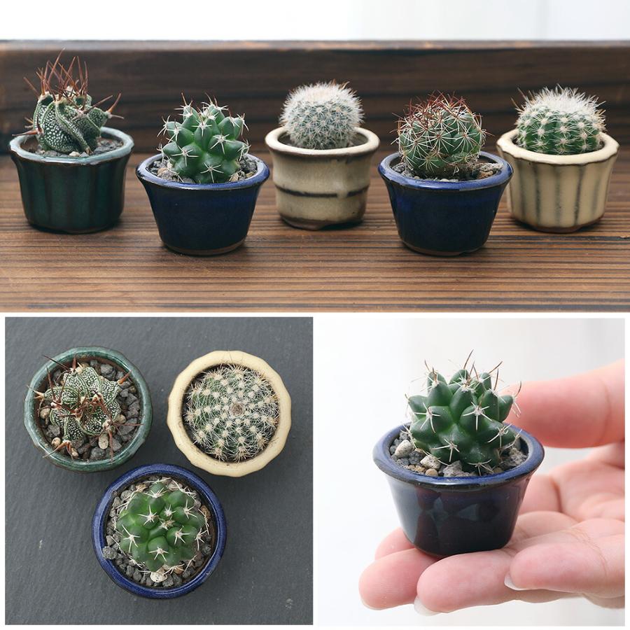 おまかせプチサボテン 豆鉢植え 鉢色おまかせ 3