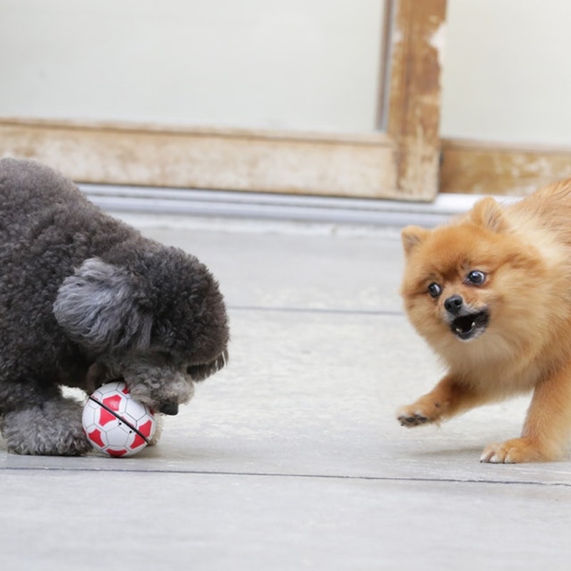 徹底比較 犬用おもちゃのおすすめ人気ランキング15選 ボール ぬいぐるみ 知育玩具も Mybest