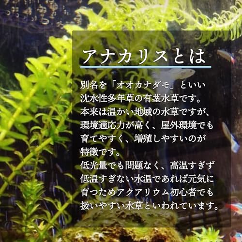 アナカリス 3
