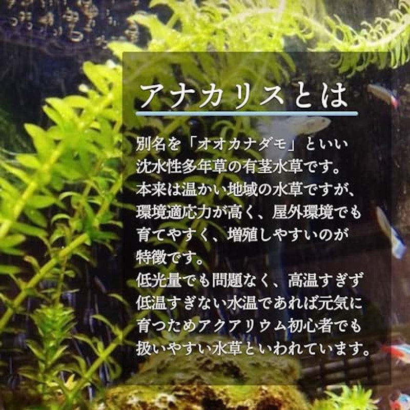 アナカリス 3
