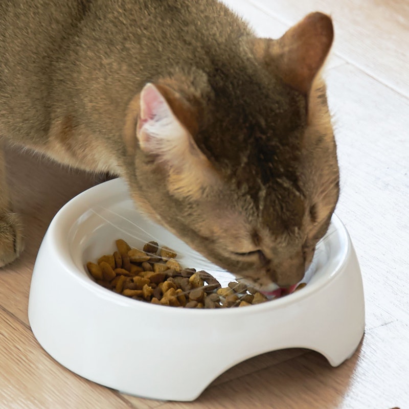 徹底比較 猫用食器のおすすめ人気ランキング10選 Mybest 徹底比較 猫用食器のおすすめ人気ランキング10選 Mybest