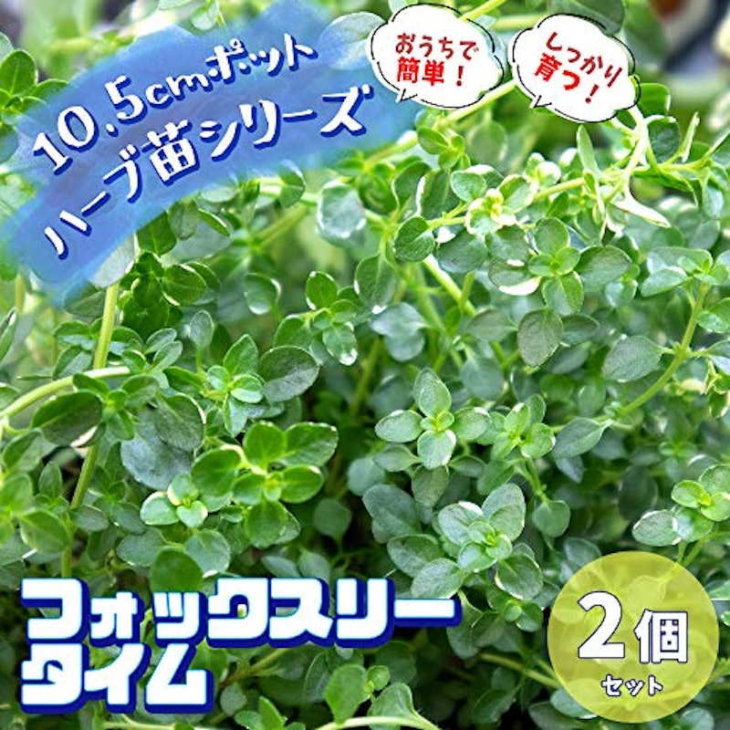 フォックスリータイム 2