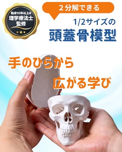 人体模型のおすすめ人気ランキング【2026年10月】 | マイベスト
