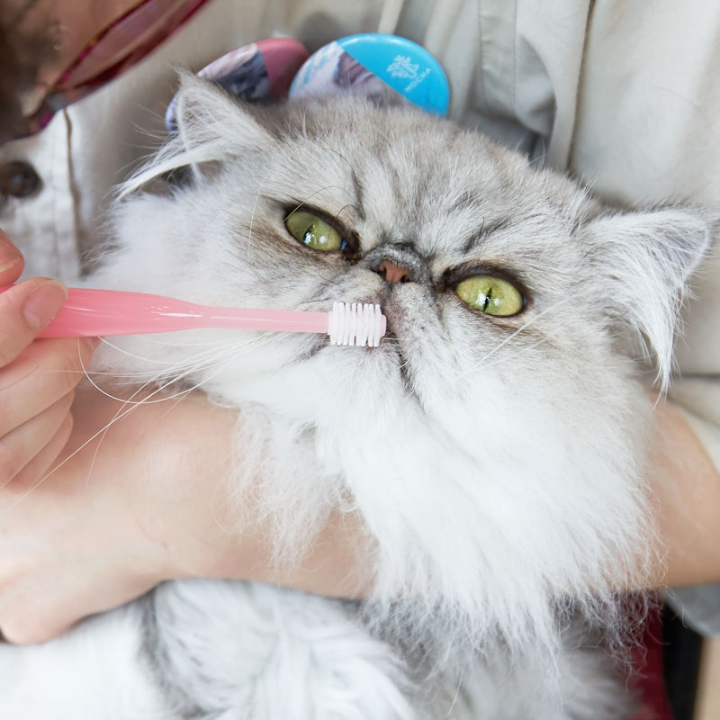 徹底比較 猫用歯ブラシのおすすめ人気ランキング10選 Mybest