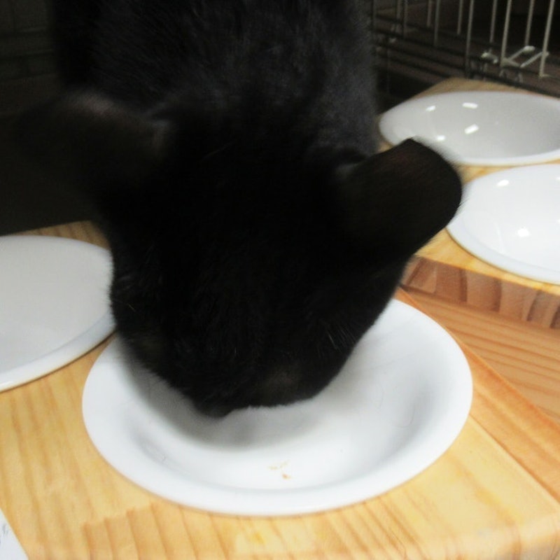 ねこぴゅーれ 無添加ピュアシリーズ まぐろ 9